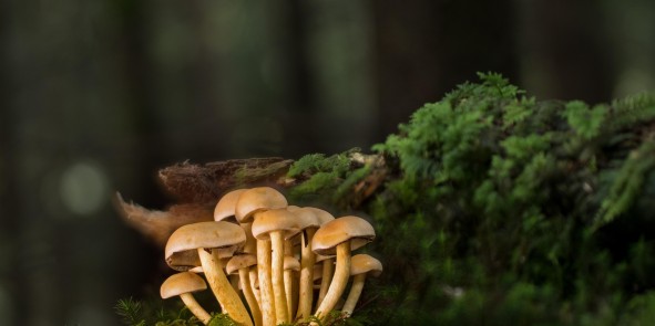 Bild mit mehreren Pilzen im Wald