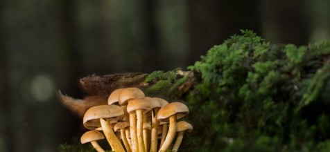 Bild mit mehreren Pilzen im Wald