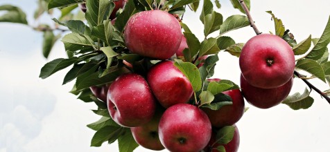 Rote Äpfel am Zweig